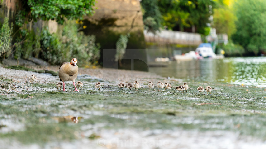 "Egyptian goose (Alopochen aegyptiacus) family, taken in the UK" stock image