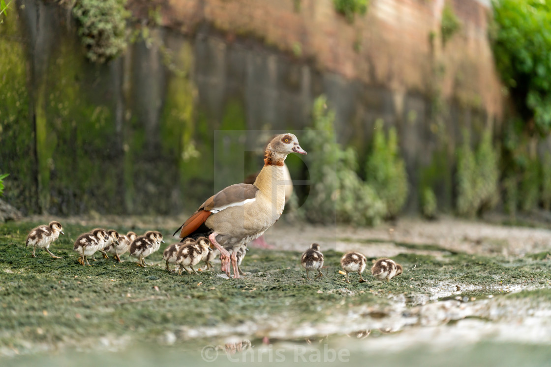 "Egyptian goose (Alopochen aegyptiacus) family, taken in the UK" stock image