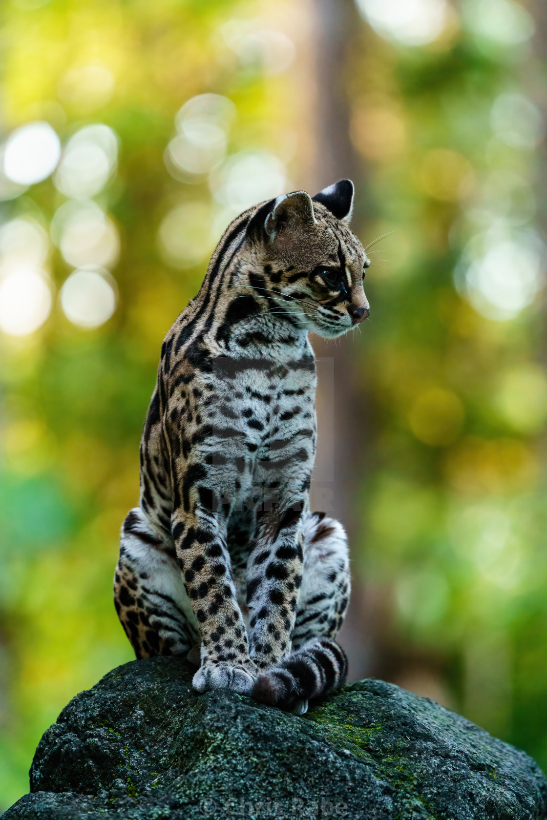 "Female Margay (Leopardus wiedii) early morning in forest in Csota Rica" stock image