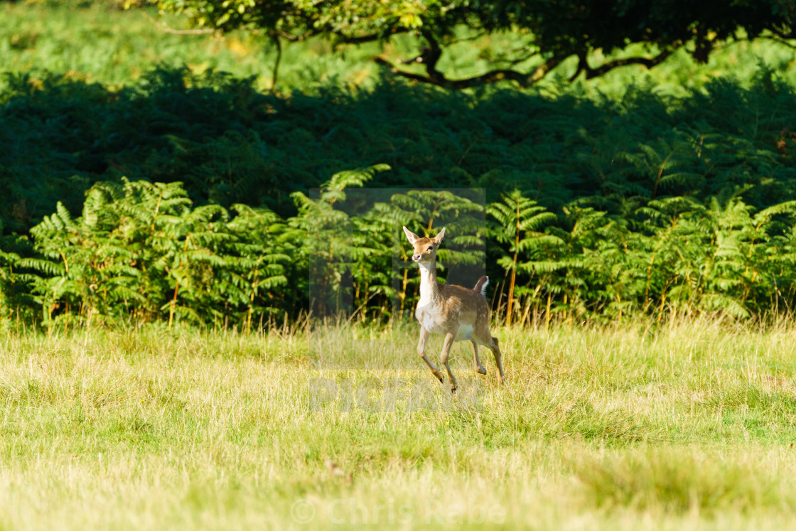 "Fallow Deer Fawn (Dama dama) hopping over fields, taken in UK" stock image