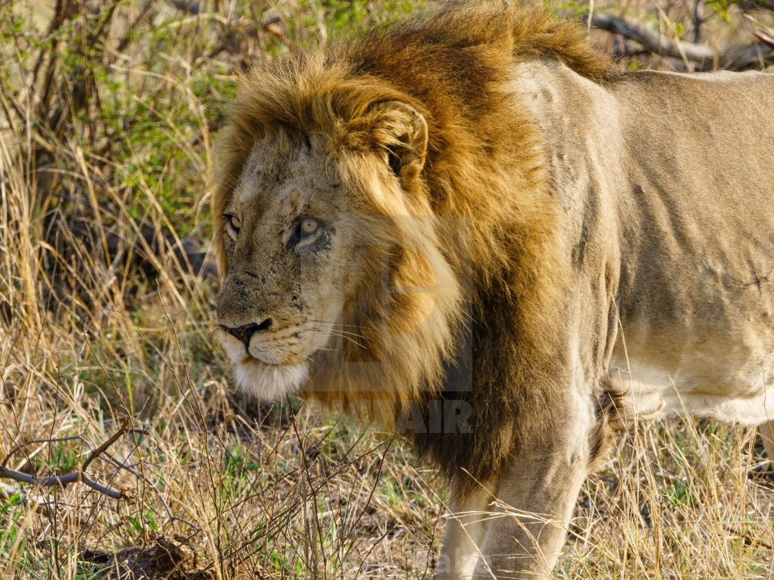 "Lion (Panthera leo)" stock image