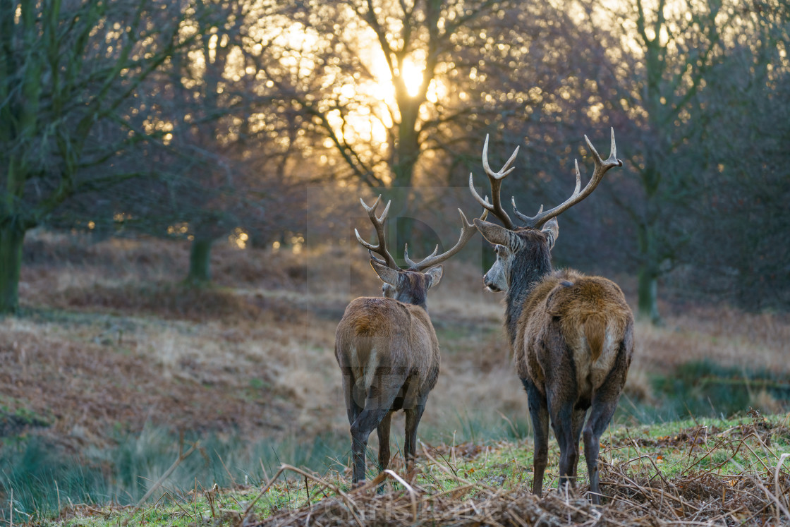 "Red deer stag(Cervus elaphus), taken in United Kingdom" stock image