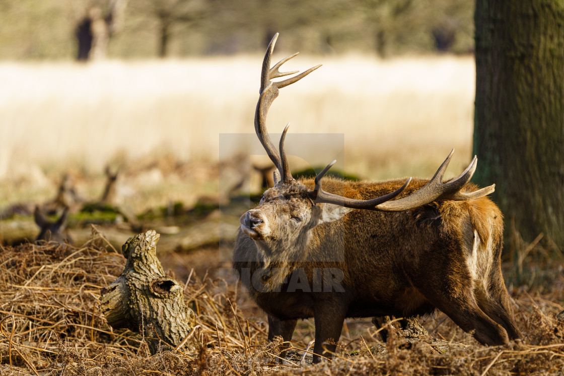 "Red deer stag(Cervus elaphus), taken in United Kingdom" stock image