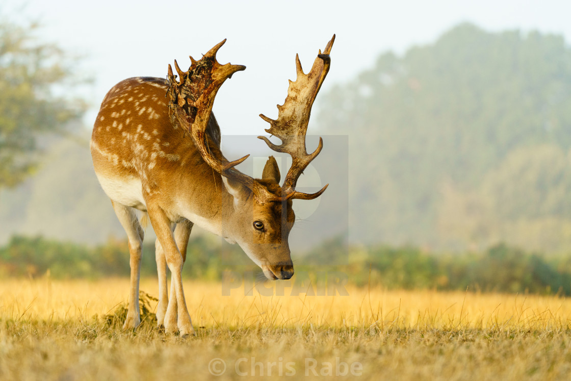 "Male Fallow Deer (Dama dama) in early morning autumn light, taken in UK" stock image