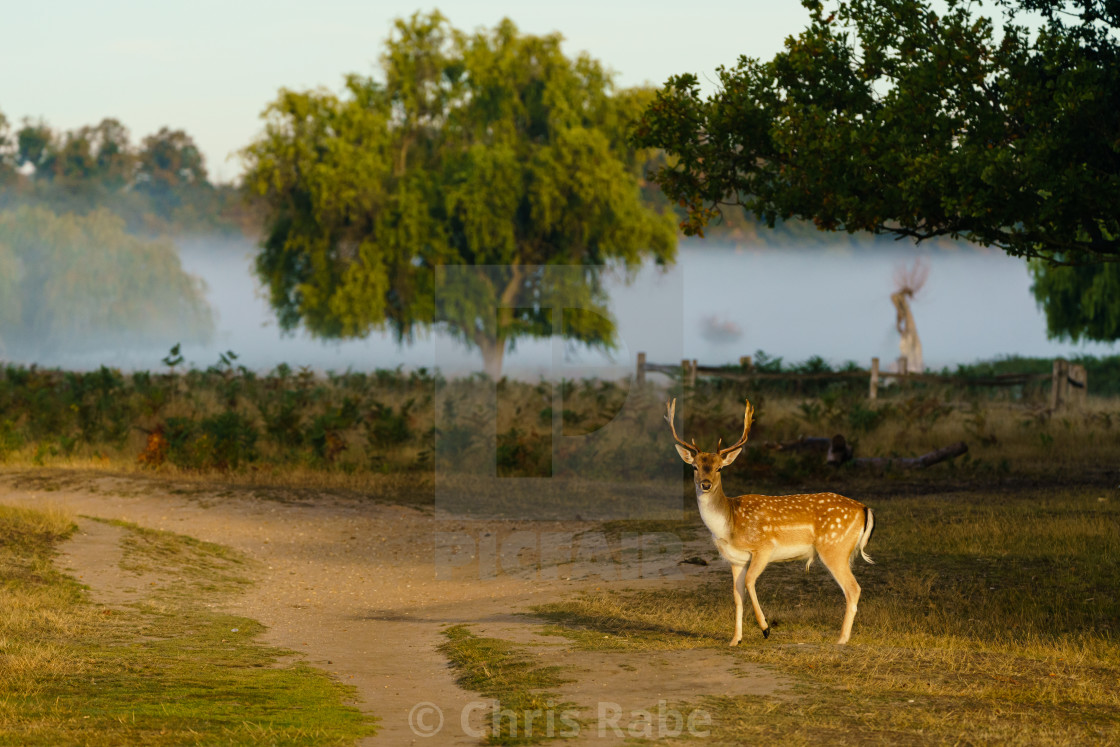 "Male Fallow Deer (Dama dama), taken in UK" stock image