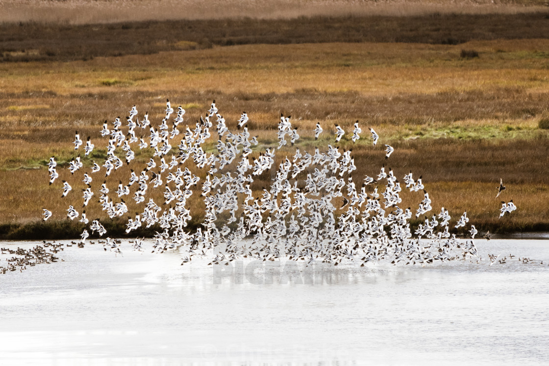 "Pied Avocet (Recurvirostra avosetta) flock in flight, taken in the UK" stock image
