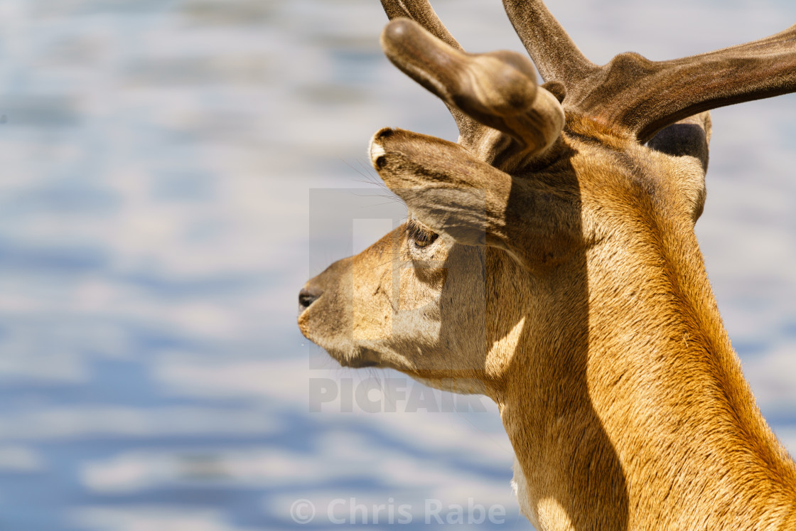 "Male Fallow Deer (Dama dama) looking out over water, taken in UK" stock image