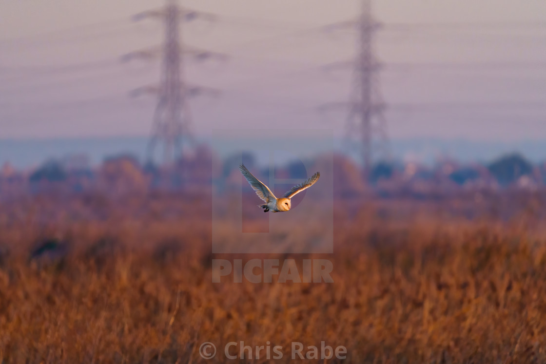 "Barn owl (Tyto alba) in flight taken in England" stock image