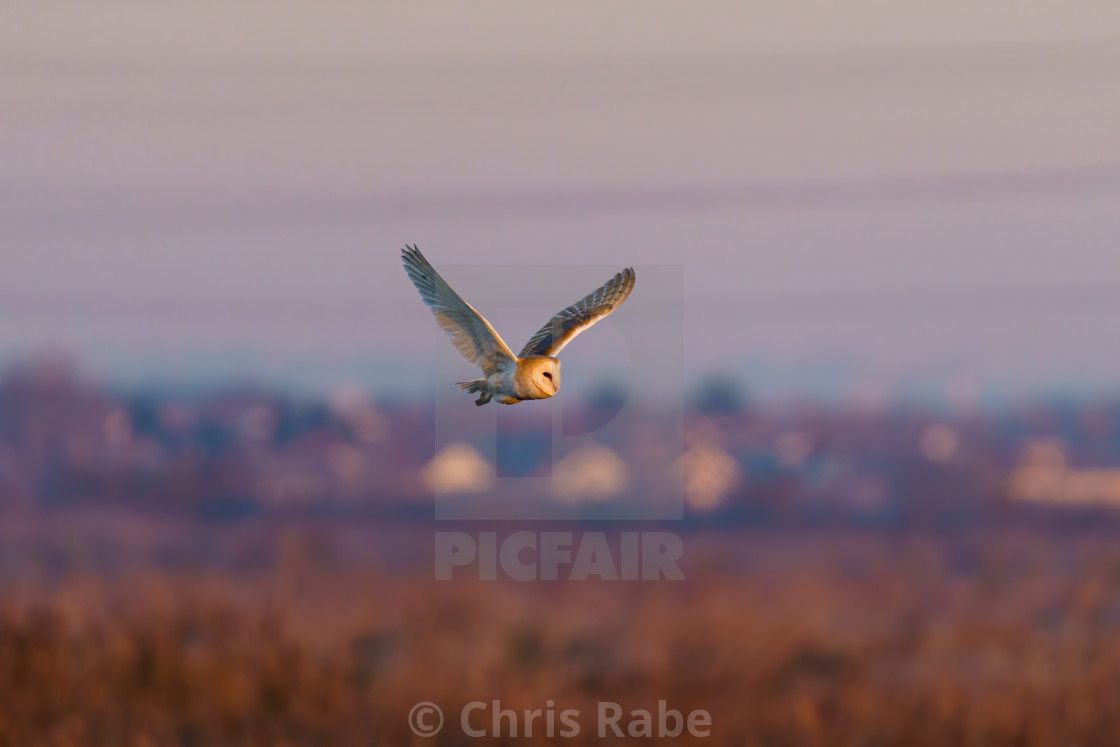 "Barn owl (Tyto alba) in flight taken in England" stock image