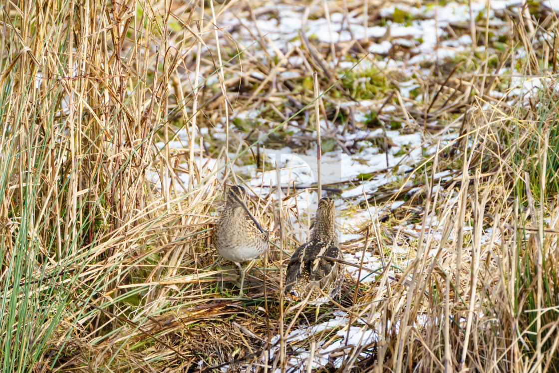 "Common Snipe (Gallinago gallinago), taken in Essex, UK" stock image