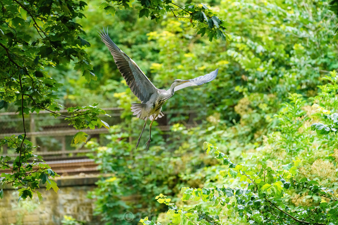 "Grey Heron (Ardea cinerea), taken in UK" stock image