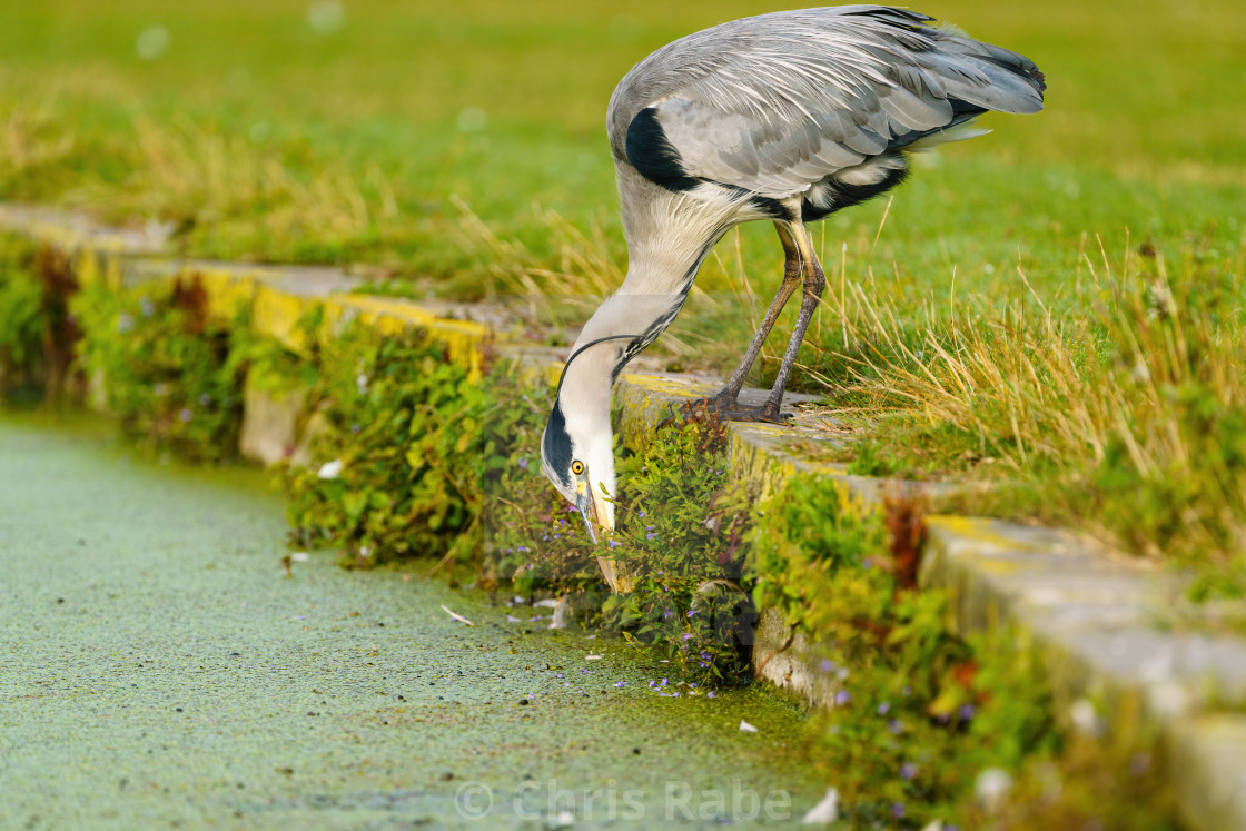 "Grey Heron (Ardea cinerea), taken in UK" stock image