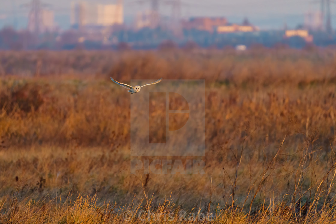 "Barn owl (Tyto alba) in flight taken in England" stock image