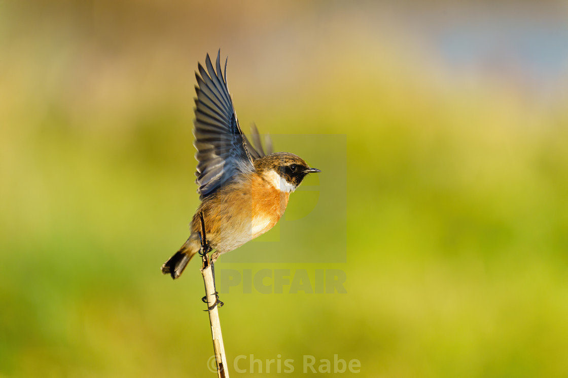 "Stonechat (Saxicola torquata), taken in the UK" stock image