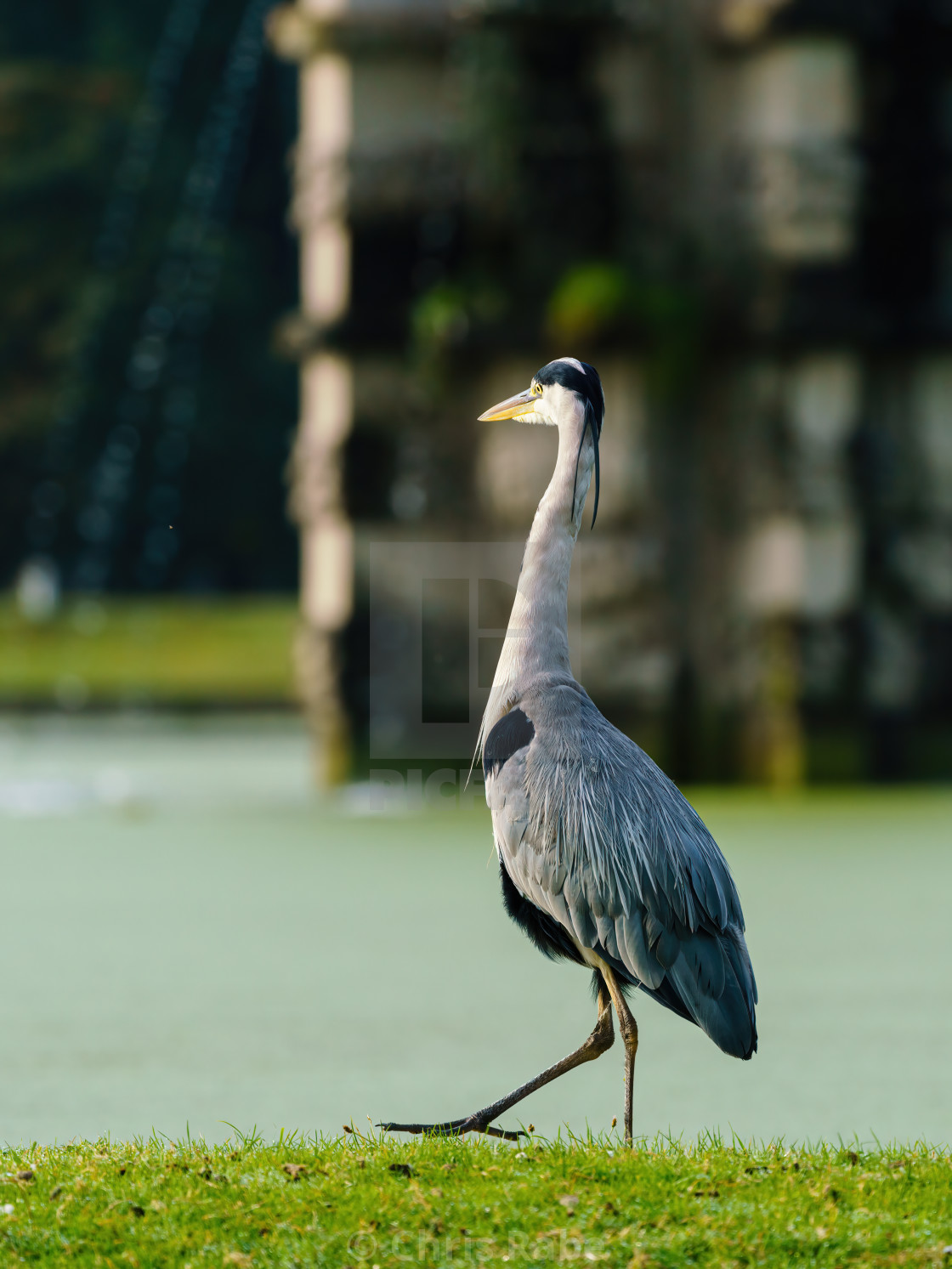 "Grey Heron (Ardea cinerea), taken in UK" stock image