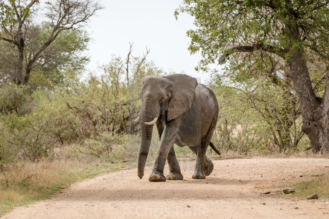 "African Elephant (Loxodonta africana)" stock image