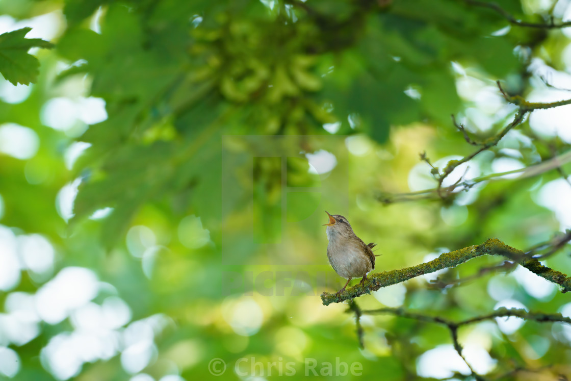 "Wren (Troglodytes troglodytes) perched, taken in the UK" stock image