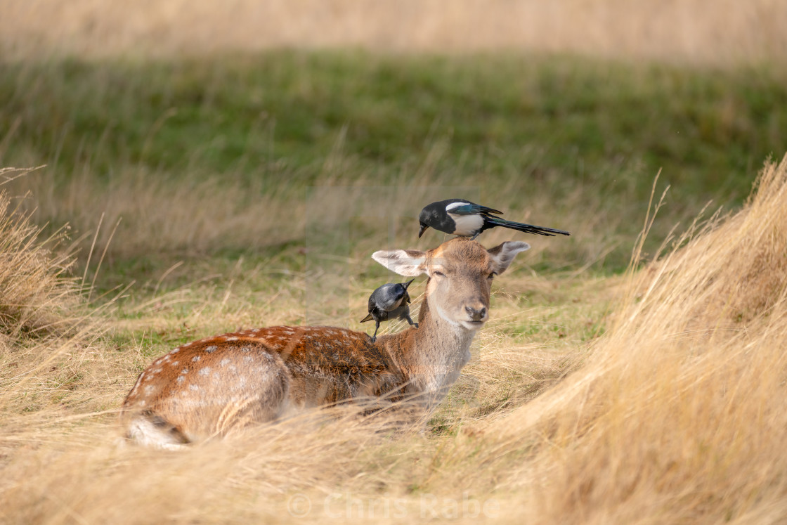 "Fallow Deer (Dama dama)" stock image