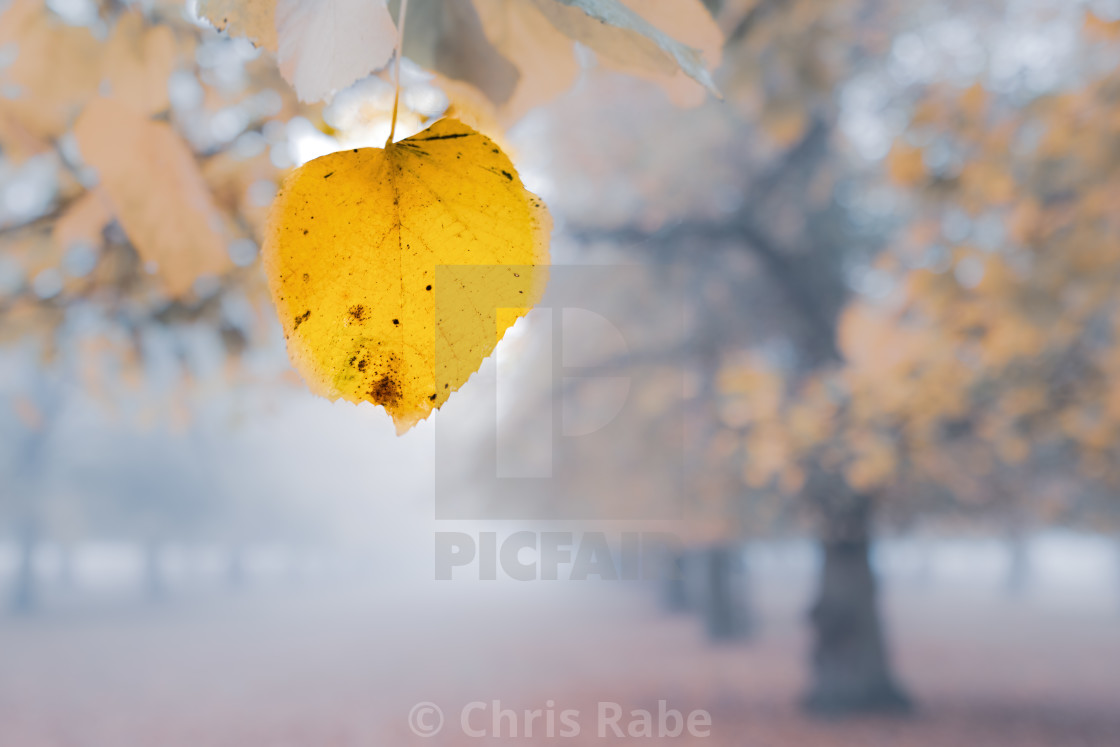 "Autumn leaf on a foggy cold, morning in a park in West London," stock image