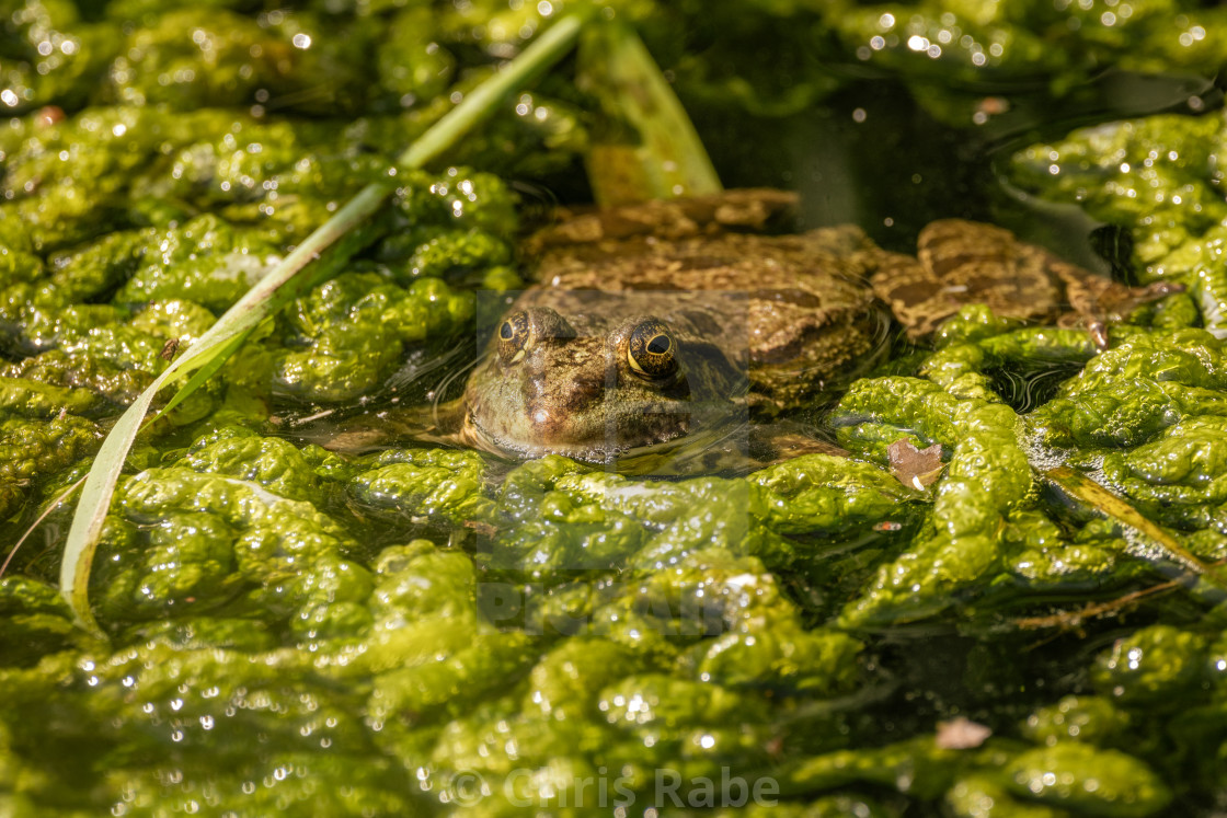 "Marsh Frog (Pelophylax ridibunda) partly submerged in pond water, taken in..." stock image