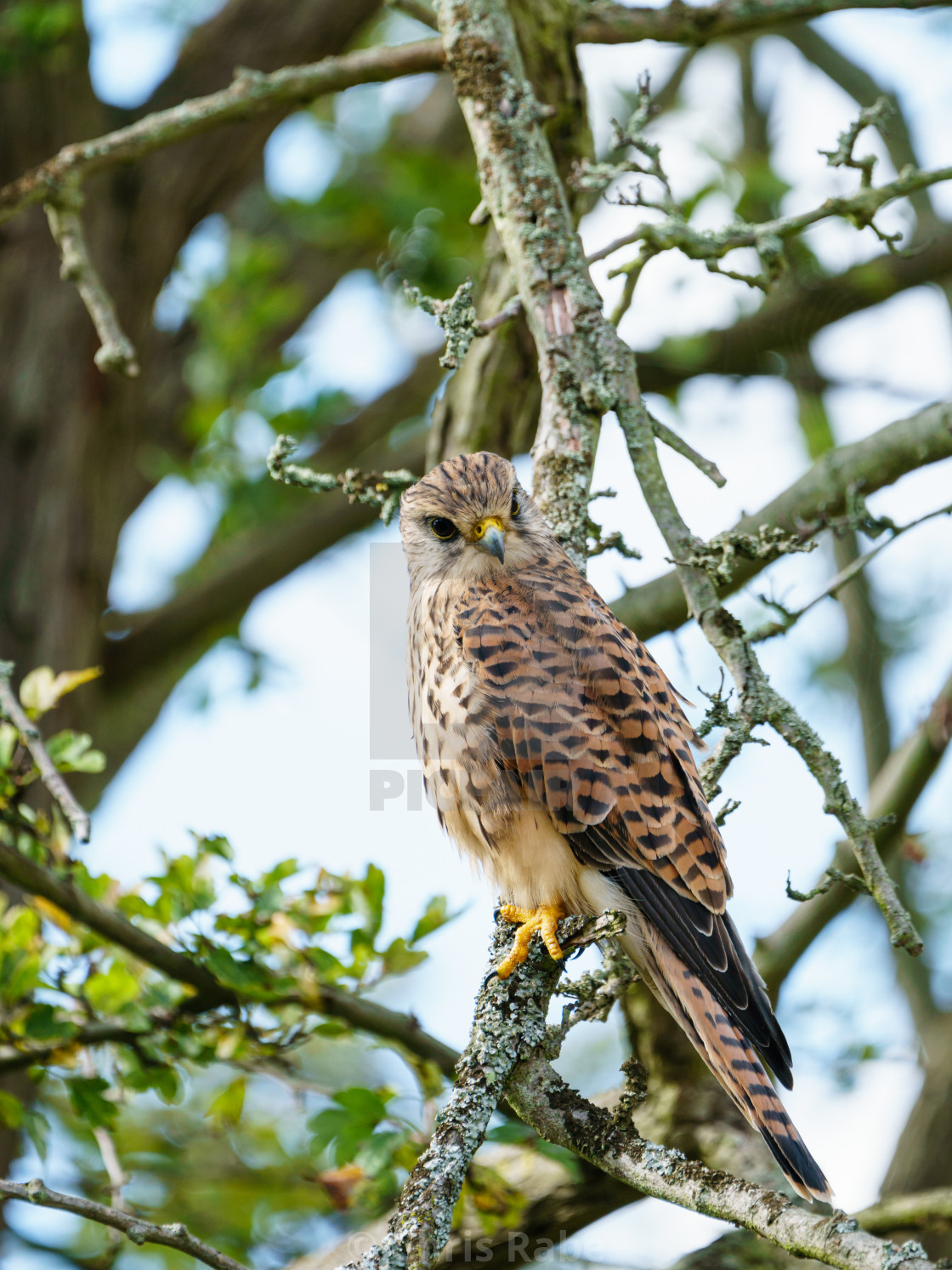 "Common Kestrel (Falco tinnunculus) perhced low in a tree, taken in London,..." stock image