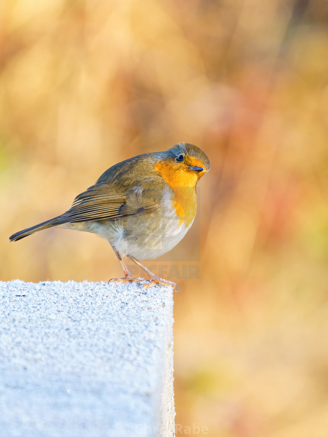 "European Robin (Erithacus rubecula) perched on a frosty concrete block,..." stock image