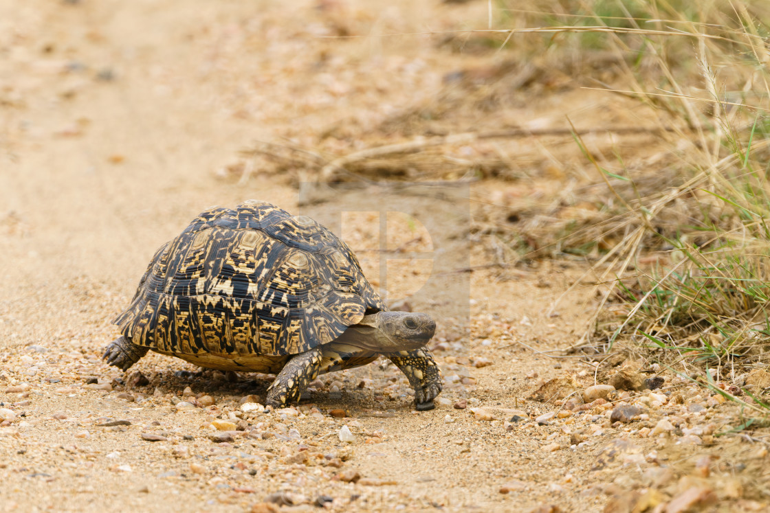 "Leopard Tortoise (Stigmochelys pardalis), taken in South Africa" stock image