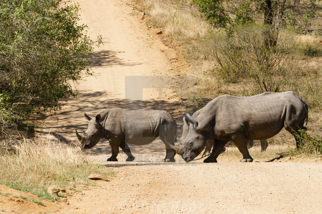 "White Rhinoceros (Ceratotherium simum) crossing dirt road" stock image