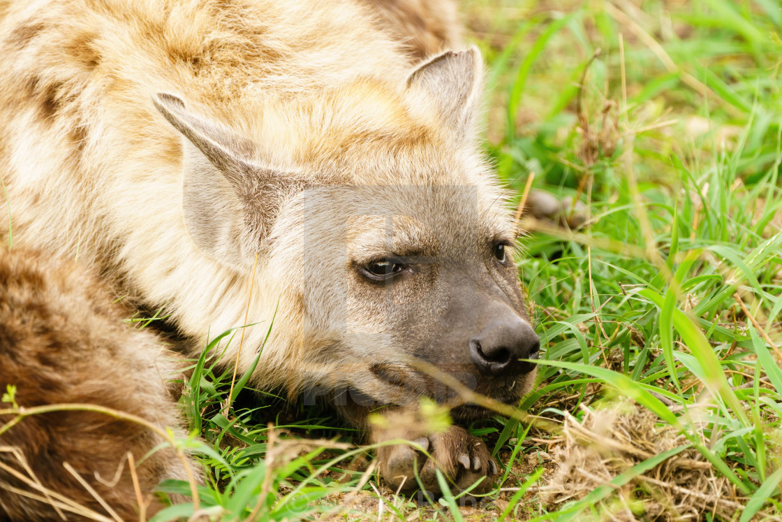 "Spotted Hyena (Crocuta crocuta) juvenile resting, taken in South Africa" stock image