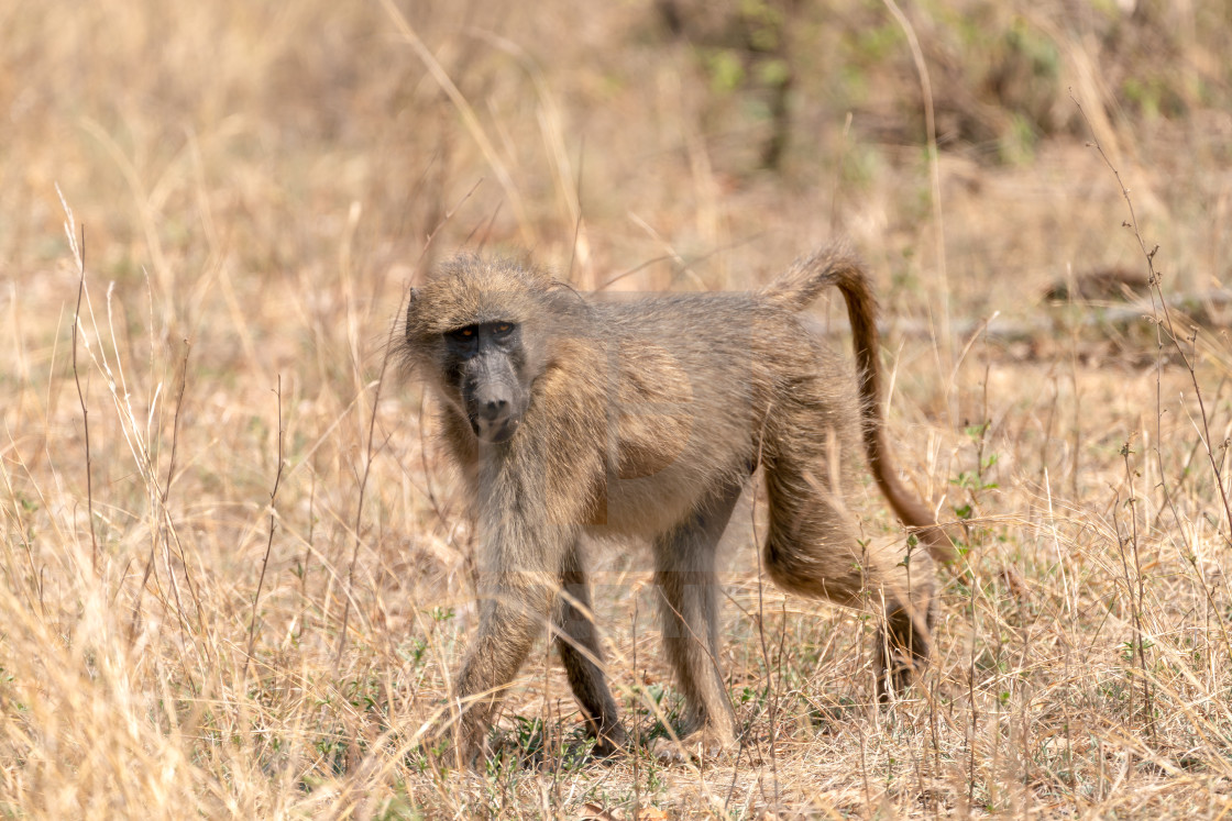 "Baboon (Papio anubis) taken in Kruger Park, South Africa" stock image