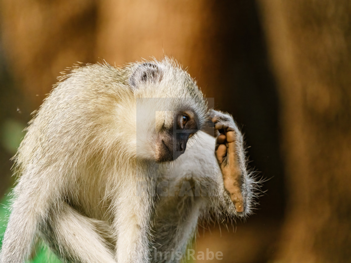 "Vervet Monkey (Chlorocebus aethiops) sratching its head, taken in South Africa" stock image