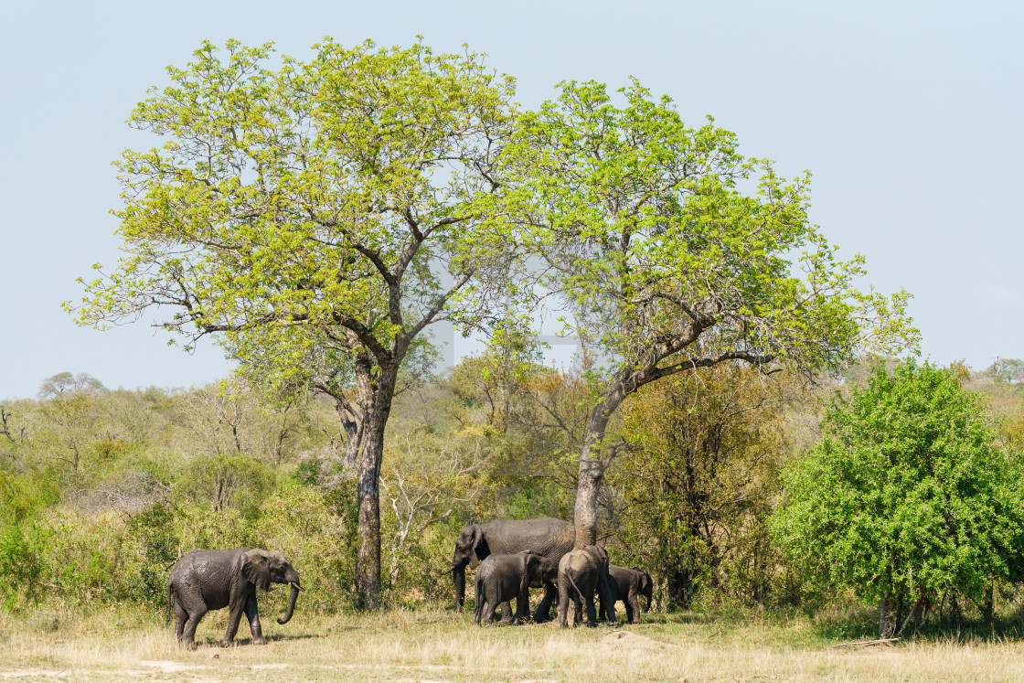 "African Elephant (Loxodonta africana) family cleaning themselves on large trees" stock image