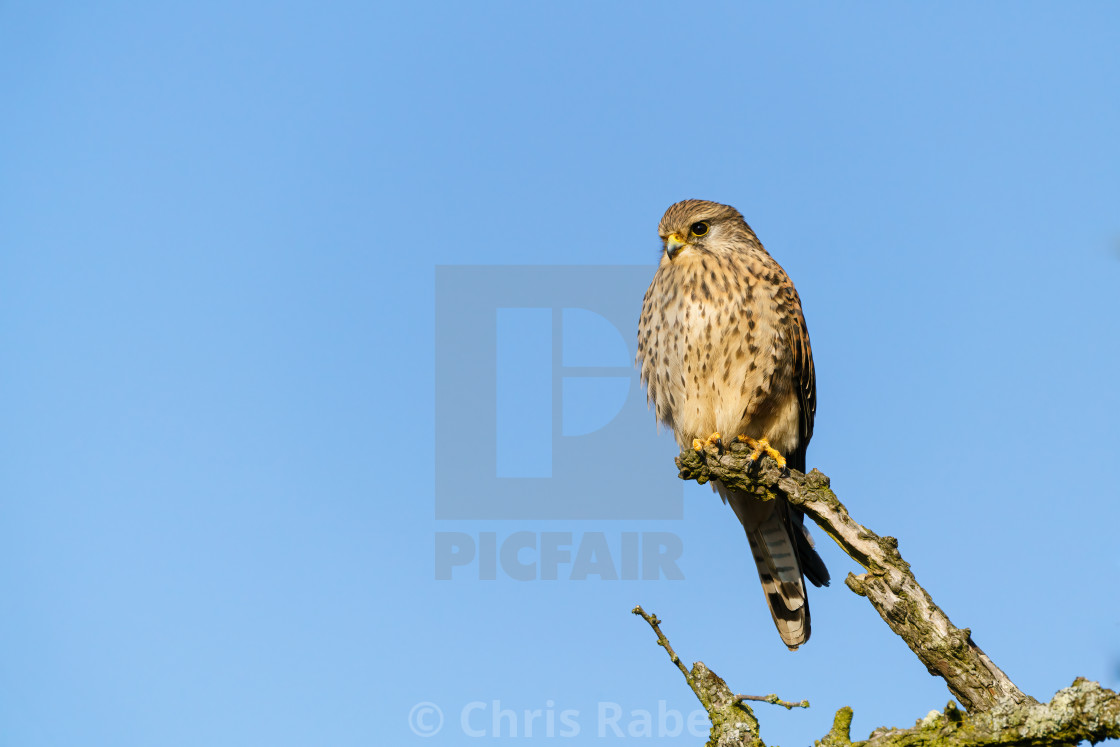 "Common Kestrel (Falco tinnunculus) perched on a branch against a bright blue sky" stock image