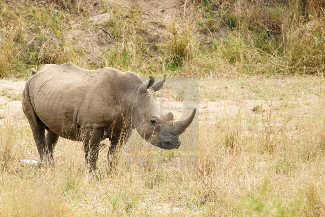 "White Rhinoceros (Ceratotherium simum) in Kruger Park, South Africa" stock image