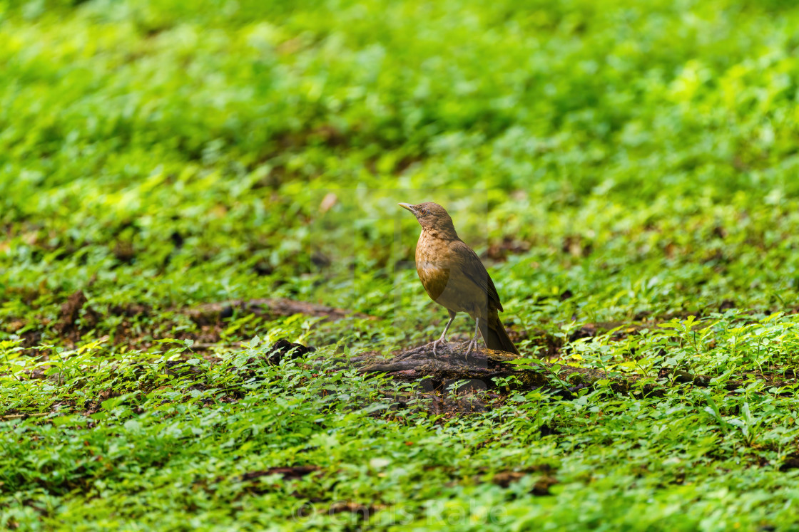 "Clay-colored Thrush (Turdus grayi) on the ground, taken in Costa Rica" stock image