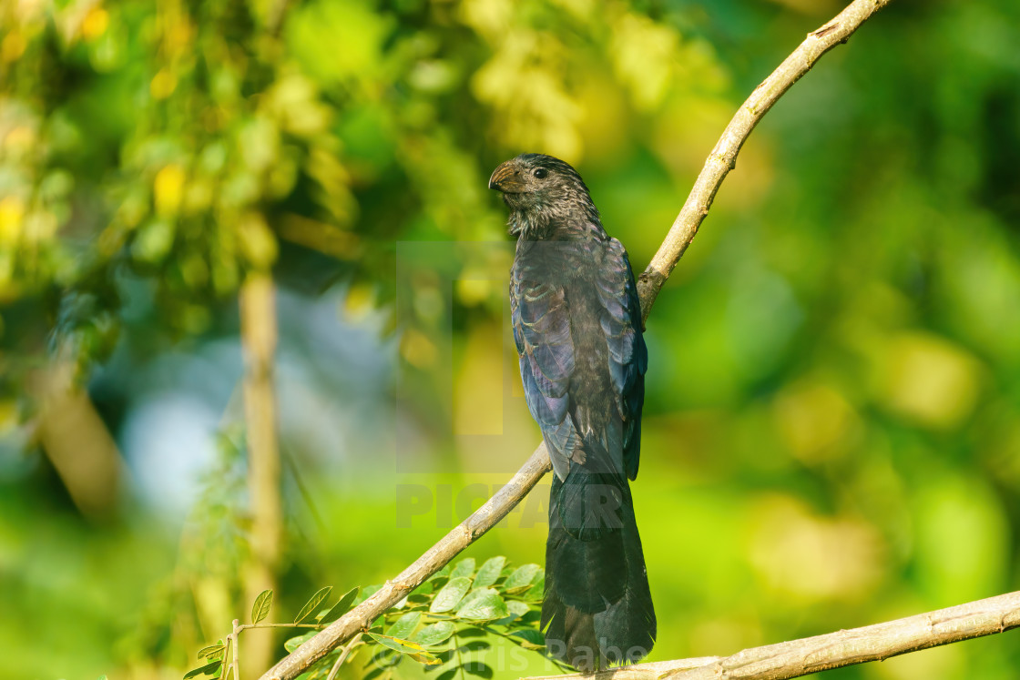 "Smooth-billed Ani (Crotophaga ani) perched on a tree branch, taken in Costa..." stock image