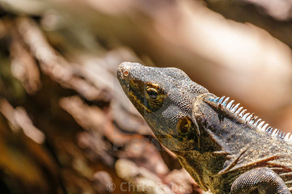 "Black Spiny Tailed Iguana (Ctenosaura similis) portrait, taken in Costa Rica" stock image