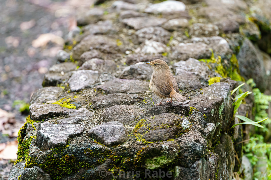 "House Wren (Troglodytes aedon) on a stone wall in Costa Rica" stock image