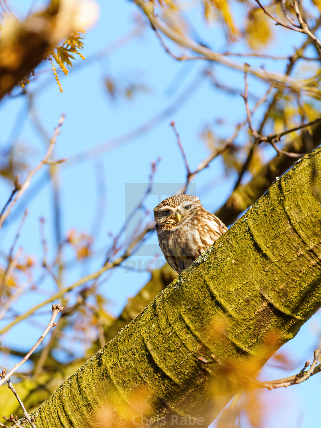 "Little Owl (Athene noctua) in autumn, taken in the UK" stock image