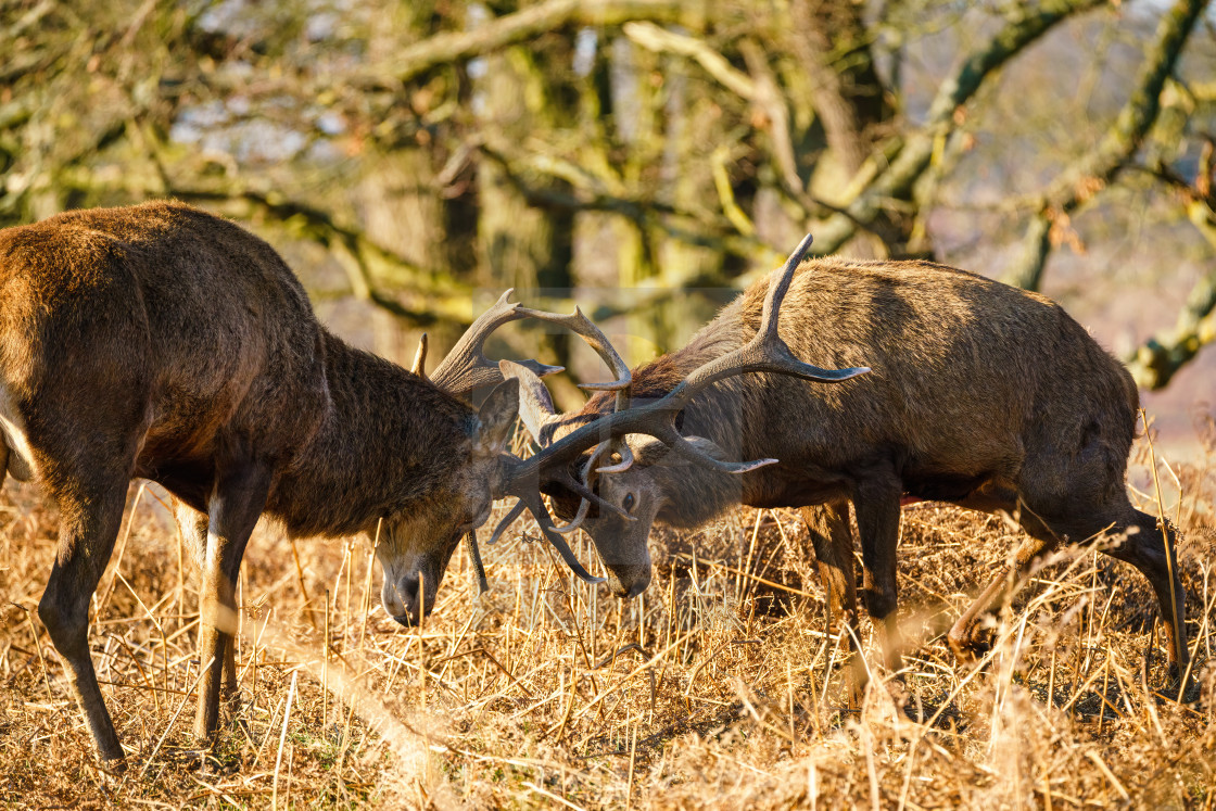 "Red deer (Cervus elaphus) locking antlers, taken in the UK" stock image