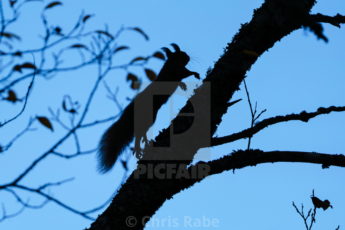 "Silhouette of a red squirrel (Sciurus vulgaris) running up a tree at dawn, in..." stock image