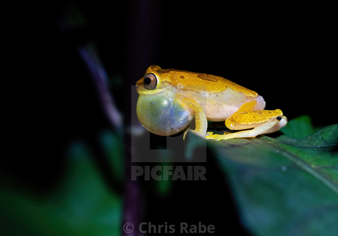 "Hourglass Tree Frog (Dendropsophus ebraccatus)" stock image