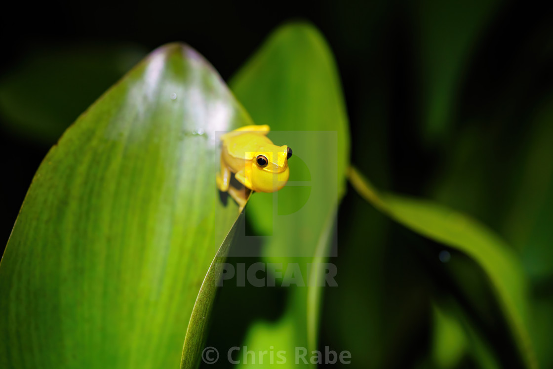 "Small-headed tree frog (Hyla microcephala) sitting on top of the edge of a..." stock image