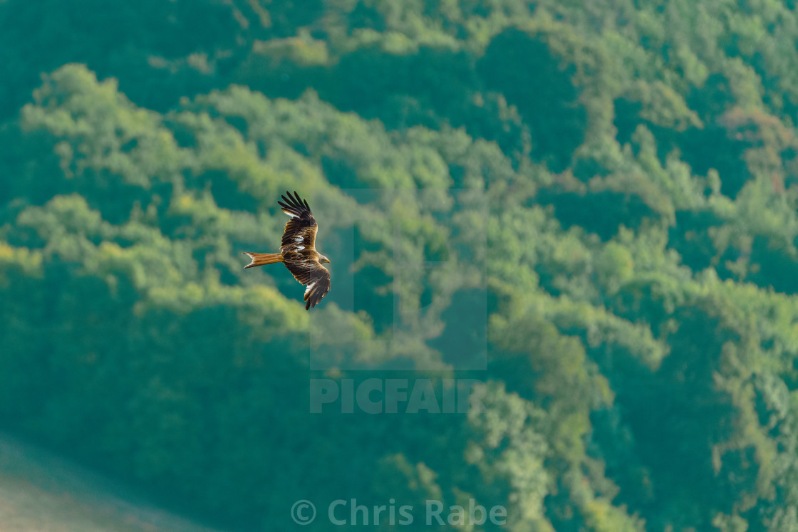 "Red Kite (Milvus milvus) in flight over forest in the Chiltern Hills" stock image