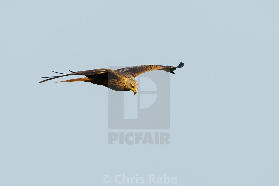 "Red Kite (Milvus milvus) in flight against a clear sky, taken in the UK" stock image