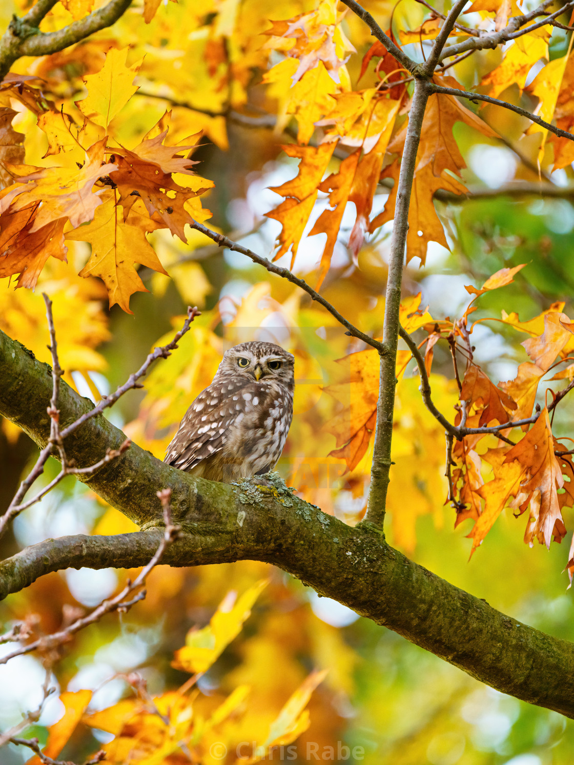 "Little Owl (Athene noctua) surrounded by autumn leaves, looking to camera, in..." stock image