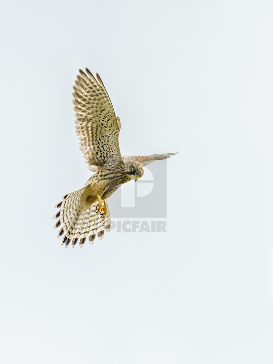 "Common Kestrel (Falco tinnunculus) hovering, hunting for food, taken in London" stock image