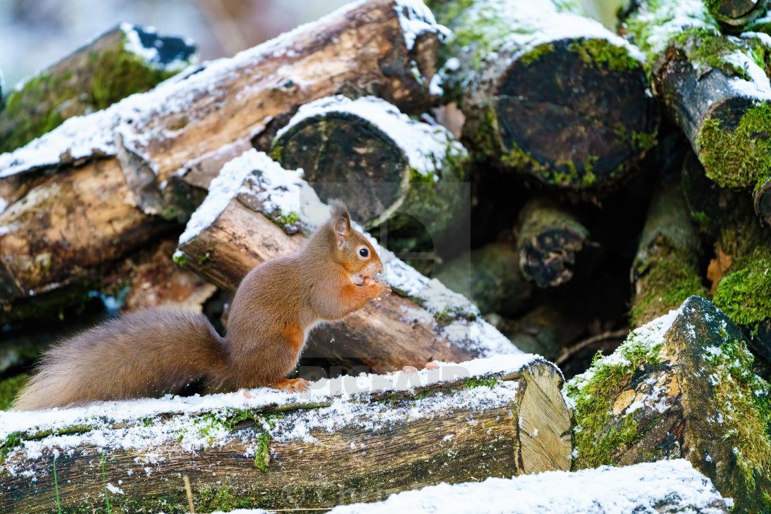 "red squirrel (Sciurus vulgaris) on some logs in some light snow in Scotland" stock image