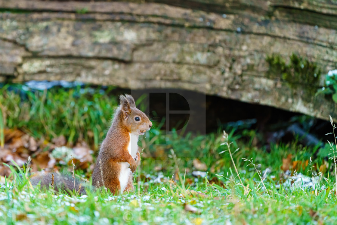 "red squirrel (Sciurus vulgaris) sitting on the ground with a nut in it's..." stock image