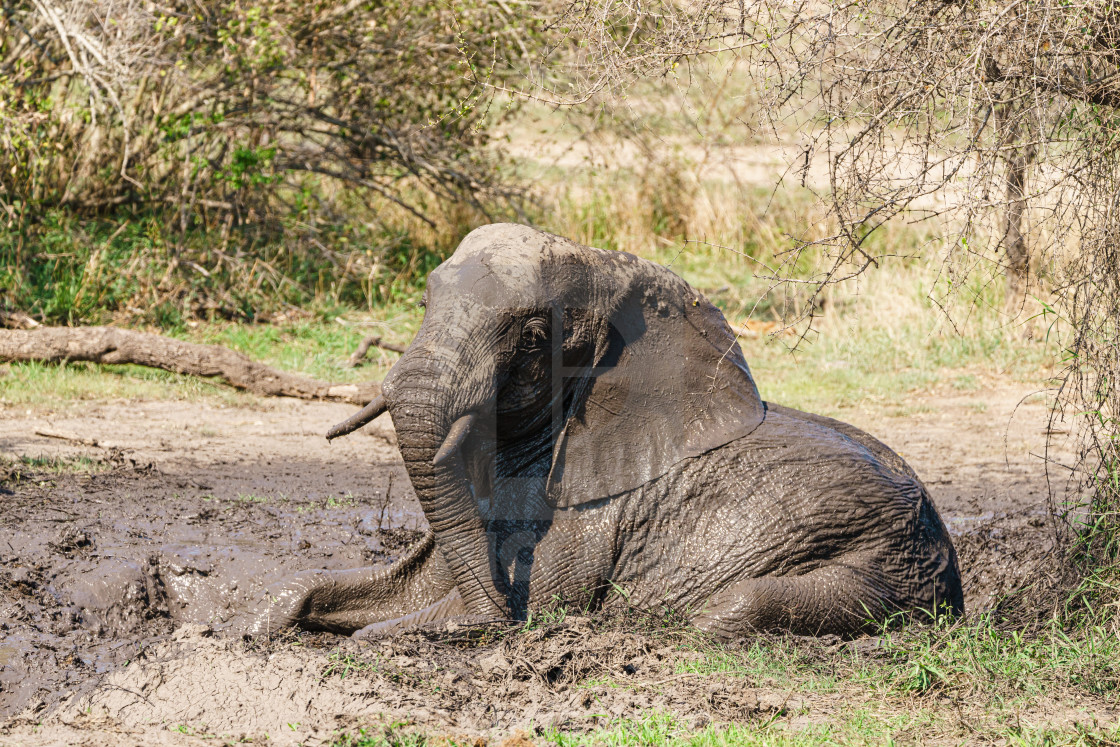 "Young African Elephant (Loxodonta africana) bull in a mud bath, taken in..." stock image